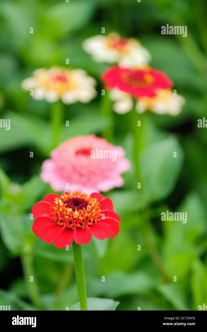 Zinnia 'Faberge Mix' Blumen. Unscharf grüner Hintergrund Stockfoto