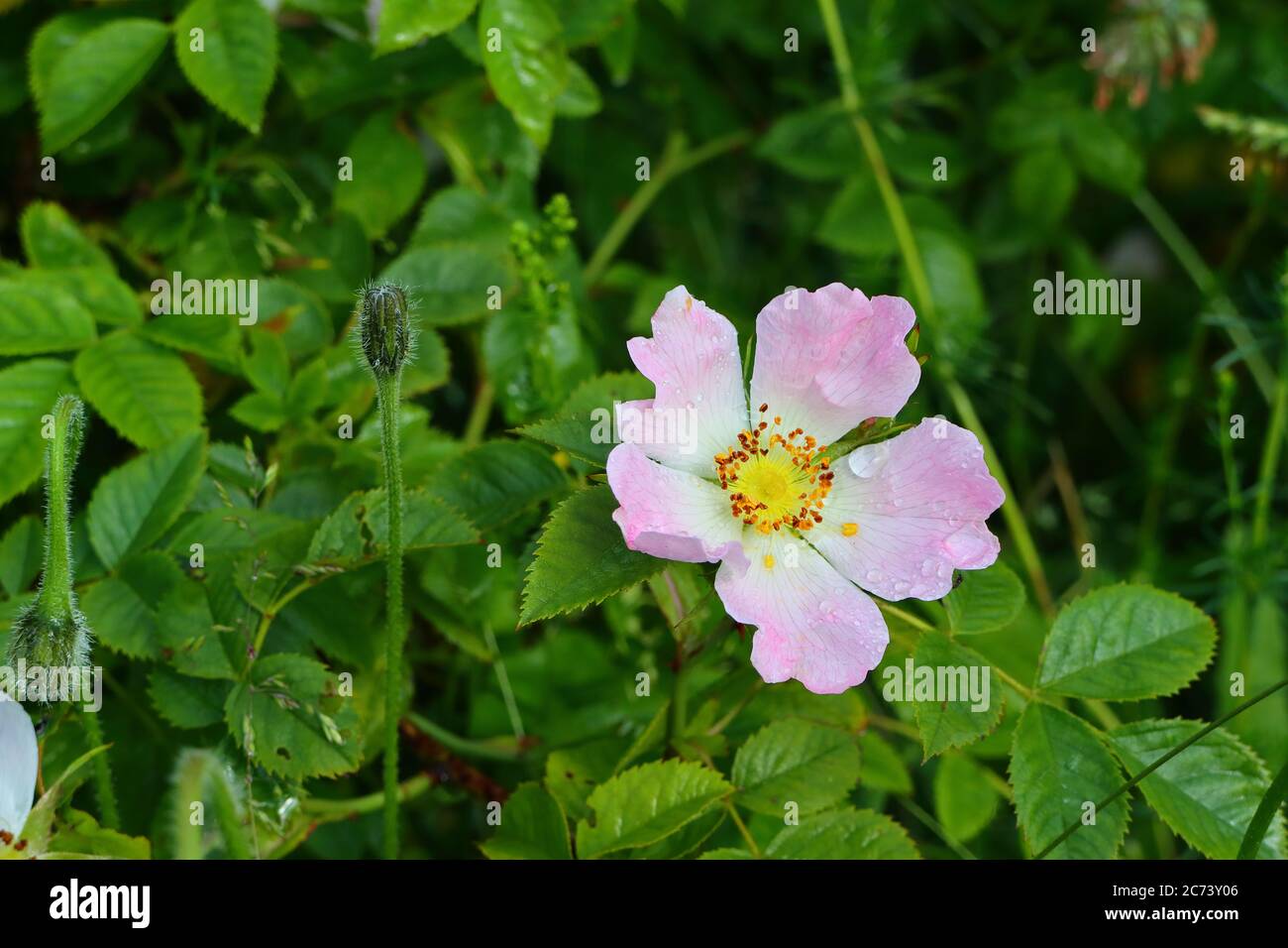 Nahaufnahme eines Hunderosen mit Wassertropfen auf den Blütenblättern Stockfoto