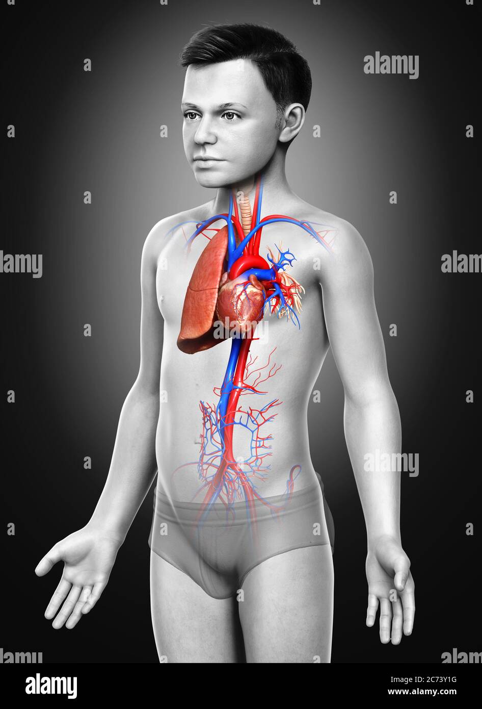 3d gerendert, medizinisch genaue Darstellung eines jungen Lungenanatomie Stockfoto