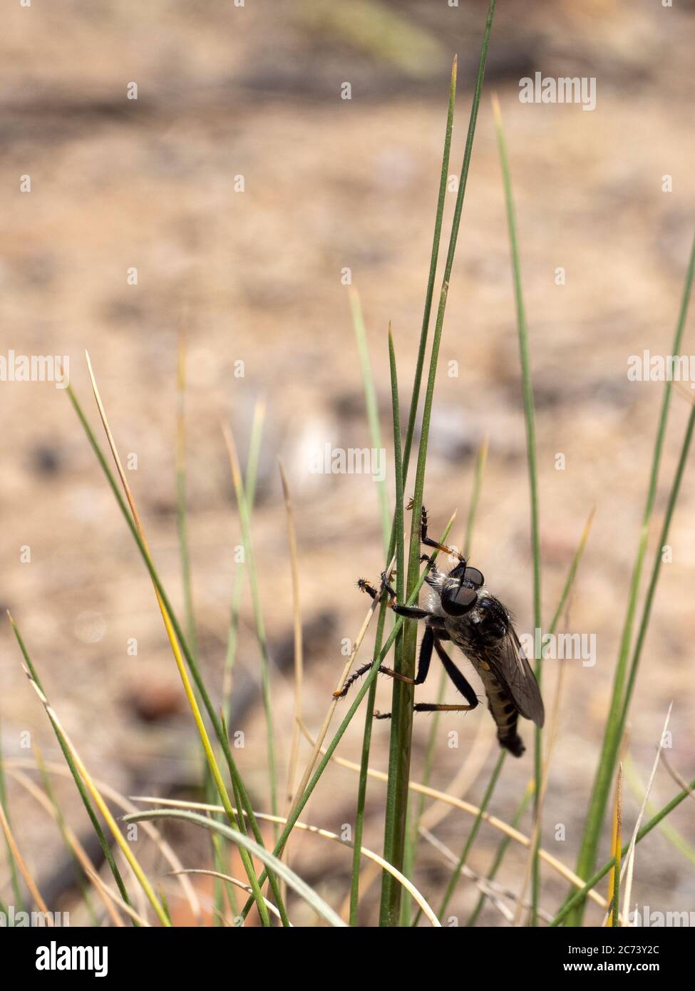 Die Raubfliege hat sich auf dem Schilf, Kosciuszko Nationalpark, Australien angesiedelt Stockfoto