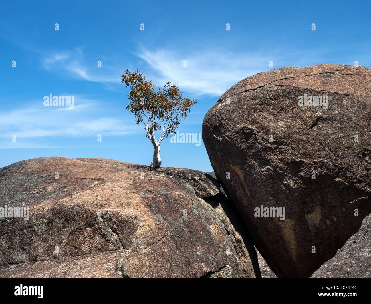 Ein Eukalyptusbaum, der aus riesigen Felsbrocken wächst, Kosciuszko National Park, Australien Stockfoto