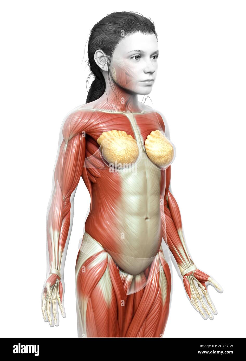 3d gerendert medizinisch genaue Illustration eines jungen Mädchen Muskelsystem Stockfoto