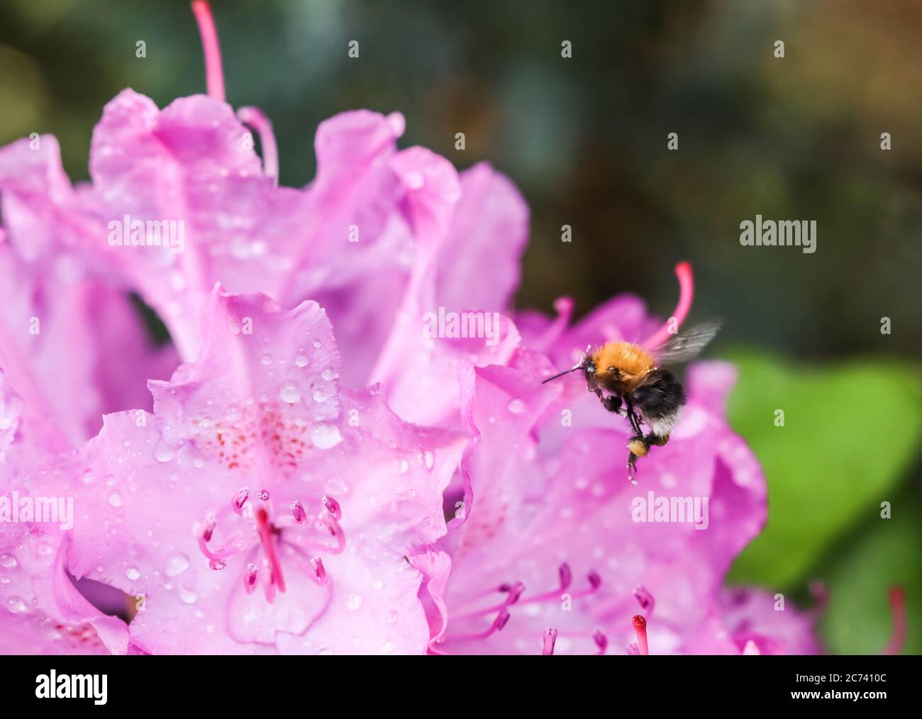 Botanical Concept - Weiche Fokussierung, abstrakter floraler Hintergrund, rosa Rhododendron Blütenblätter mit Tau Tropfen und fliegende Hummel. Stockfoto