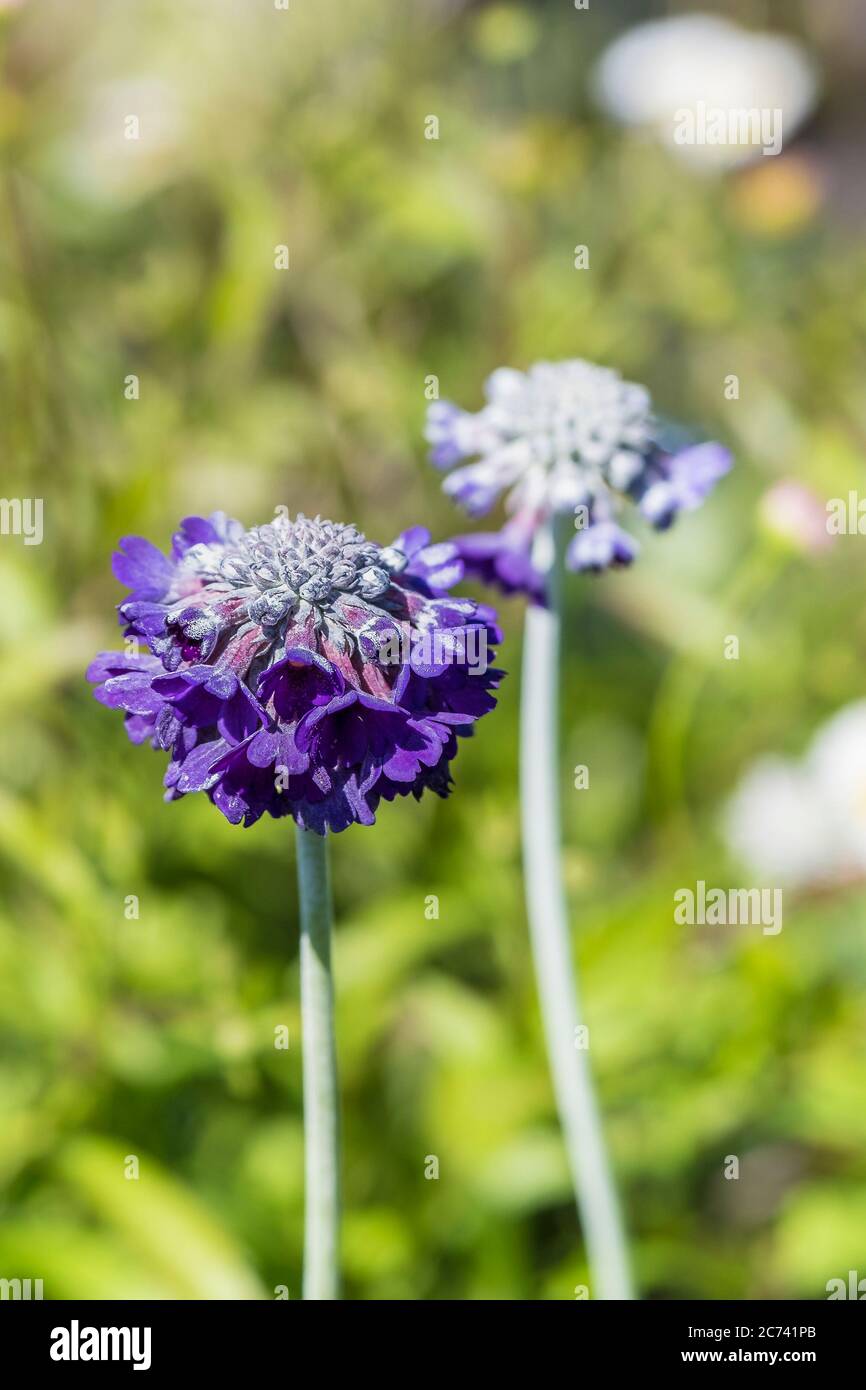 Primula capitata. Himalaya-Primrose Mit Rundem Kopf. Stockfoto