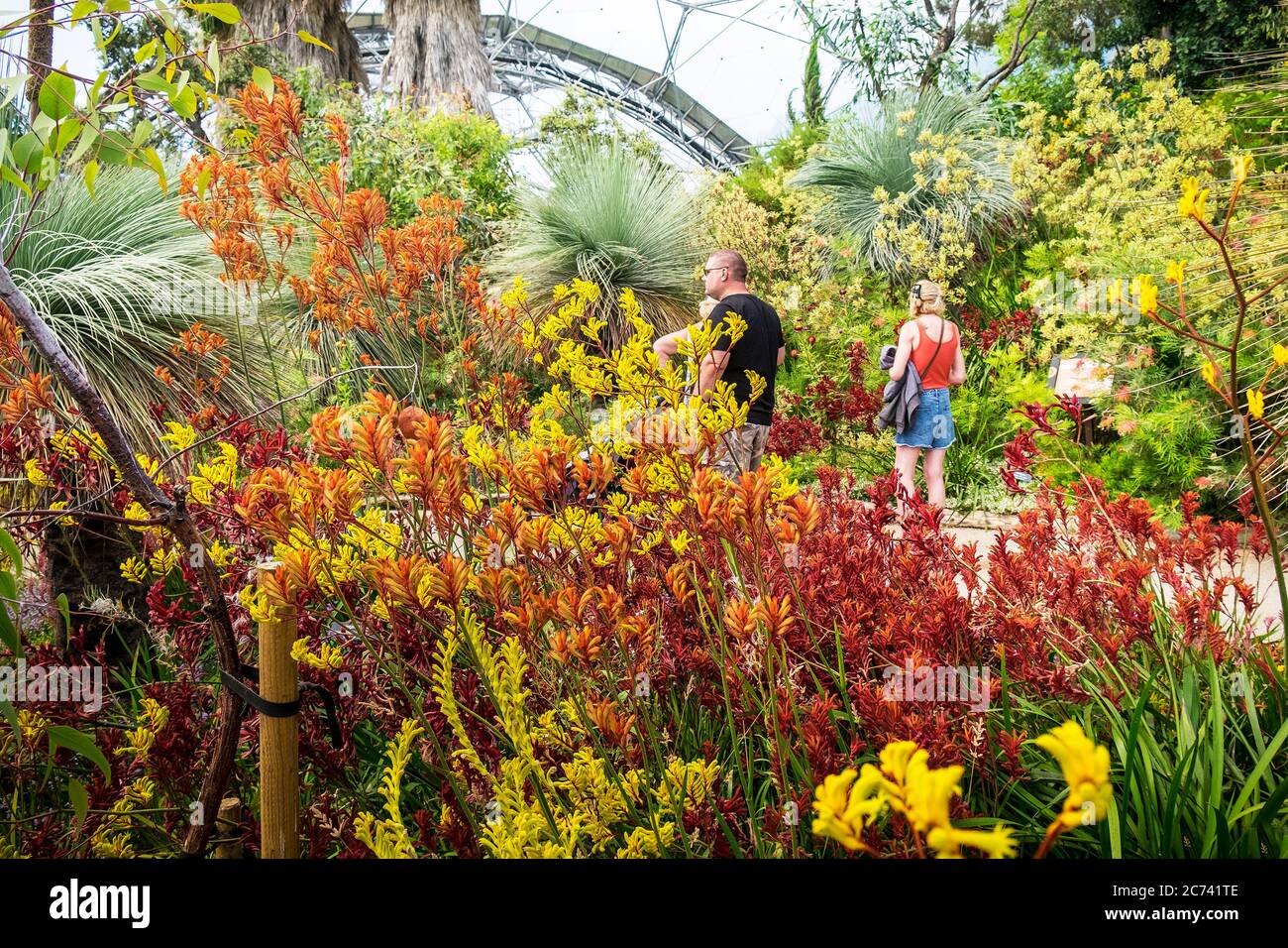 Besucher, die im Rahmen des Eden Project Complex in Cornwall durch den Western Australia Garden im Mediterranean Biome spazieren. Stockfoto