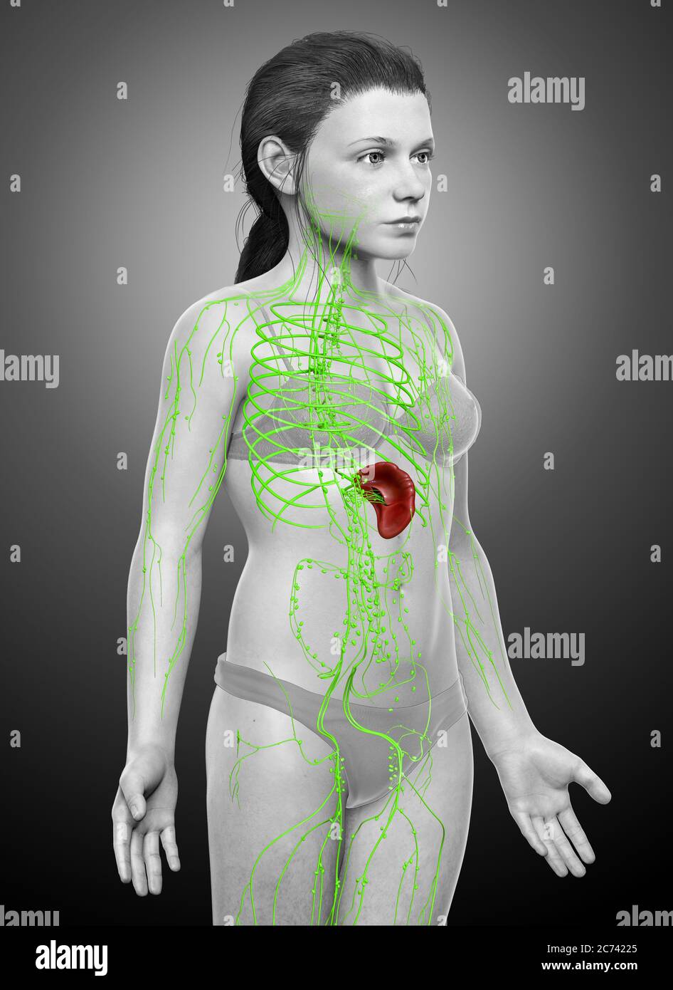 3d-gerendert medizinisch genaue Illustration eines jungen Mädchen lymphatischen System Stockfoto