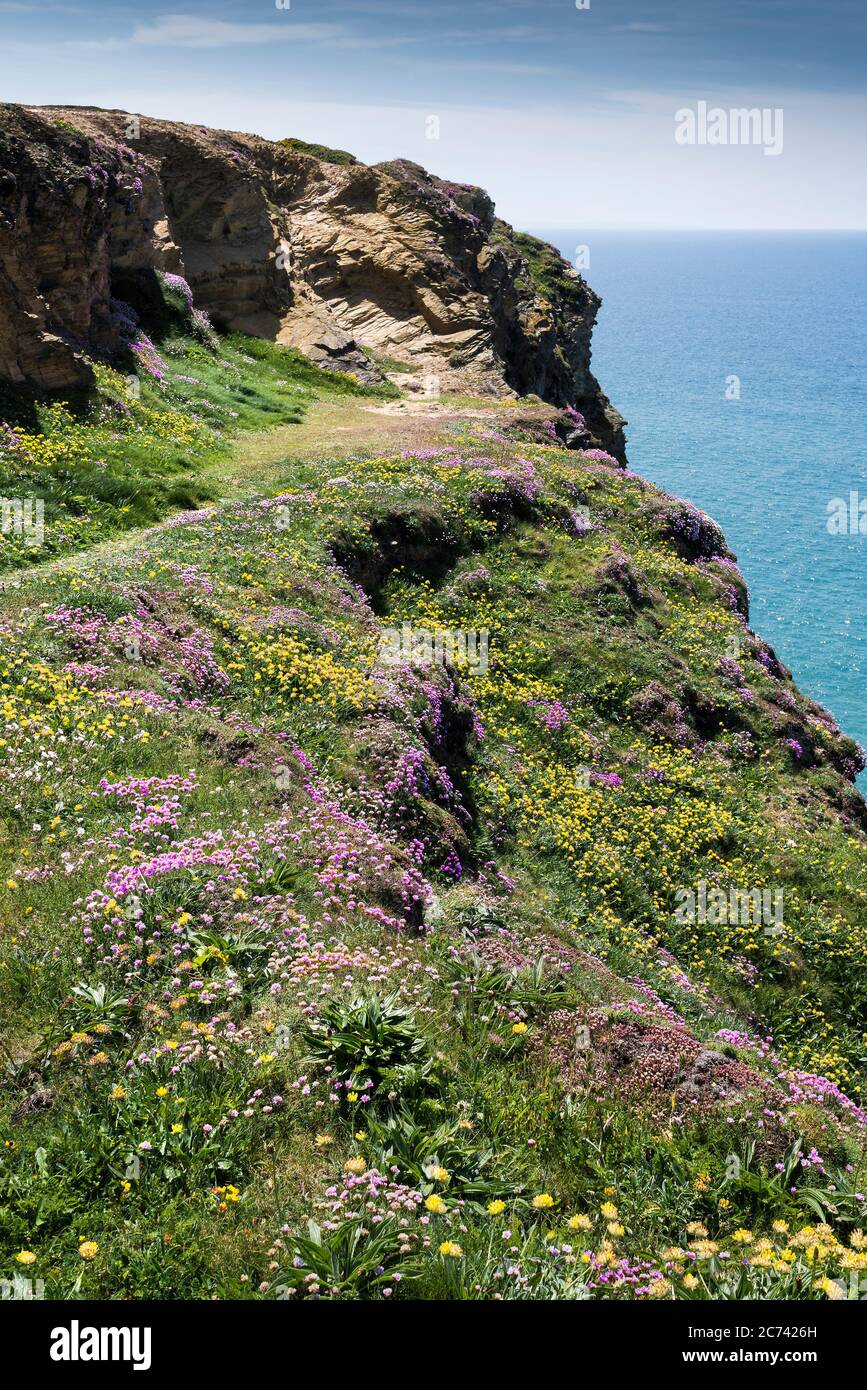 Meeresblüte Armeria maritima und Nierenziefer Anthyllis velneraria wächst auf dem Küstenpfad bei Bedruthan Steps in Carnewas in Cornwall. Stockfoto