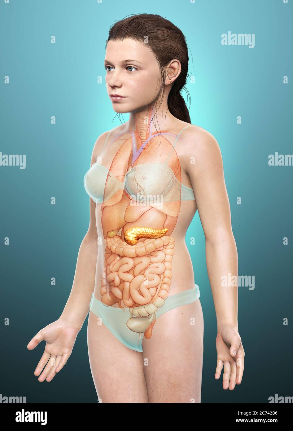 3d gerendert, medizinisch genaue Darstellung eines jungen Mädchen Bauchspeicheldrüse Stockfoto