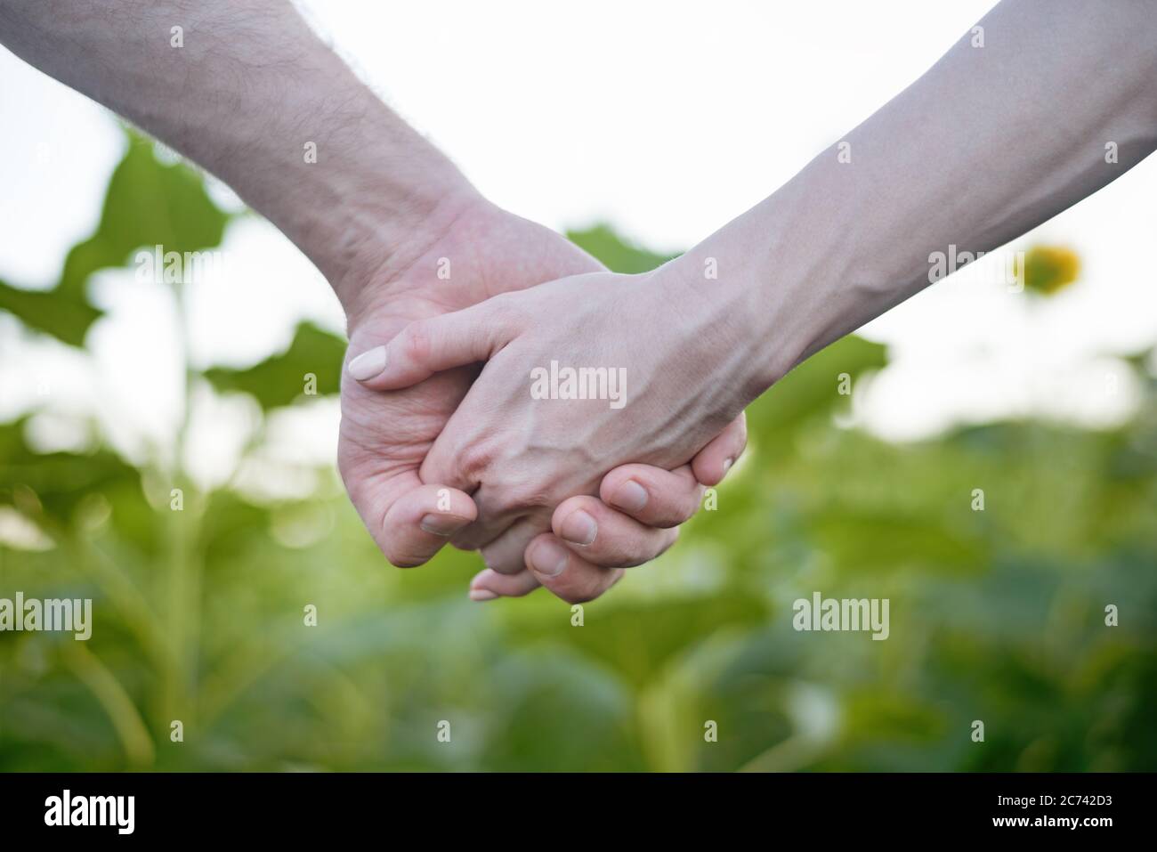 Hand in Hand, weiblich und männlich auf einem Hintergrund von grünem Feld. Nahaufnahme. Stockfoto