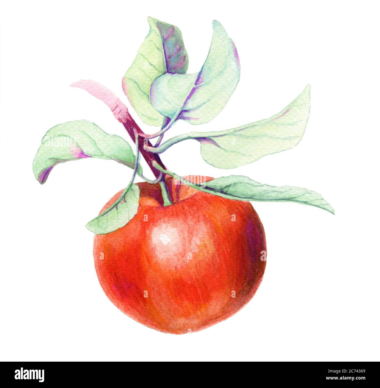 Roter Apfel vintage Aquarell botanische Illustration Stockfoto
