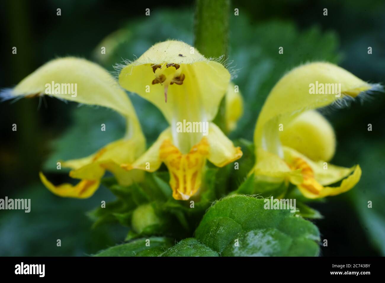 Nahaufnahme von gelben Lamium oder toten Brennnesseln Blumen in einem Garten. Die feinen Auswuchzer oder Haare, feine Auswuchzer an den Knospen und Blüten sind deutlich visib Stockfoto