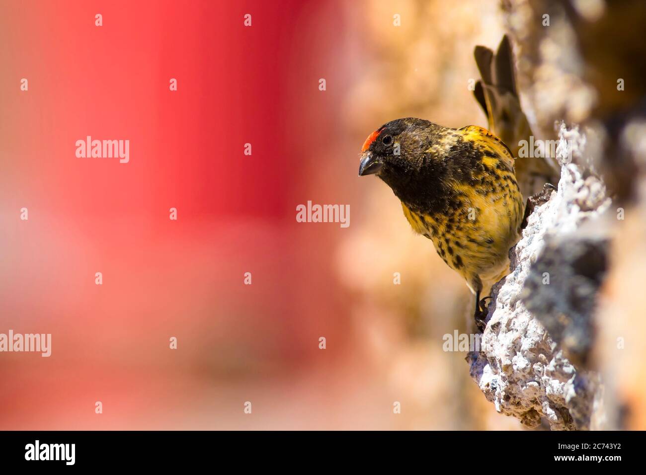 Niedlicher Vogel. Serin mit roter Front. Bunte Natur Hintergrund. Stockfoto