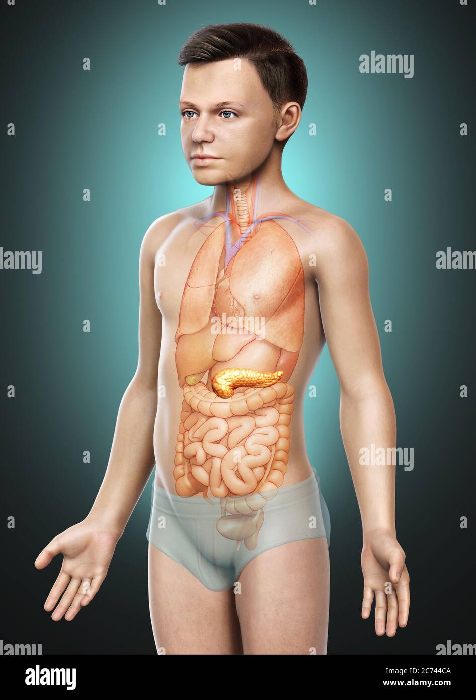 3d gerendert, medizinisch genaue Darstellung eines jungen Mädchen Bauchspeicheldrüse Stockfoto