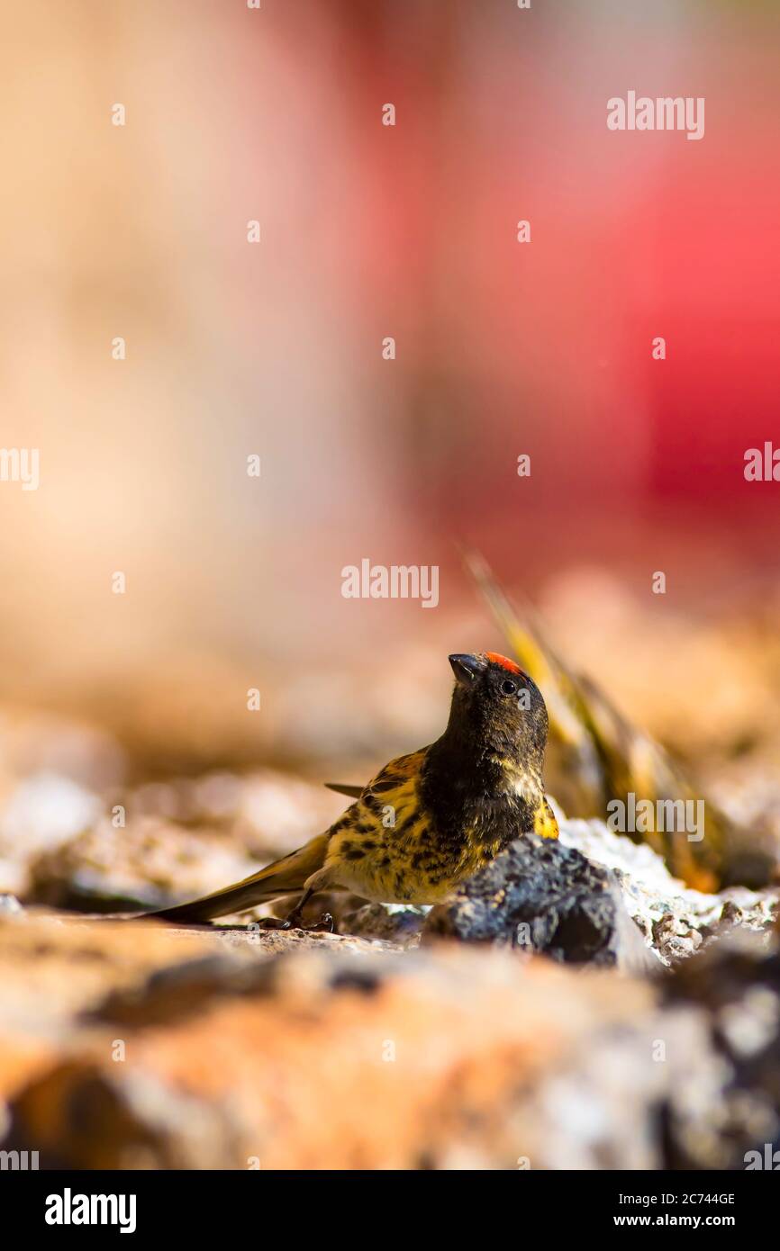 Niedlicher Vogel. Serin mit roter Front. Bunte Natur Hintergrund. Stockfoto