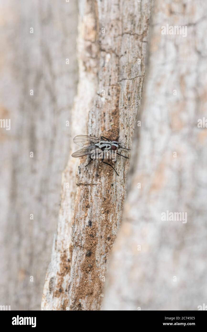 Sitzende Wurzelmaggot-Fliege (Anthoyia pluvialis) Stockfoto