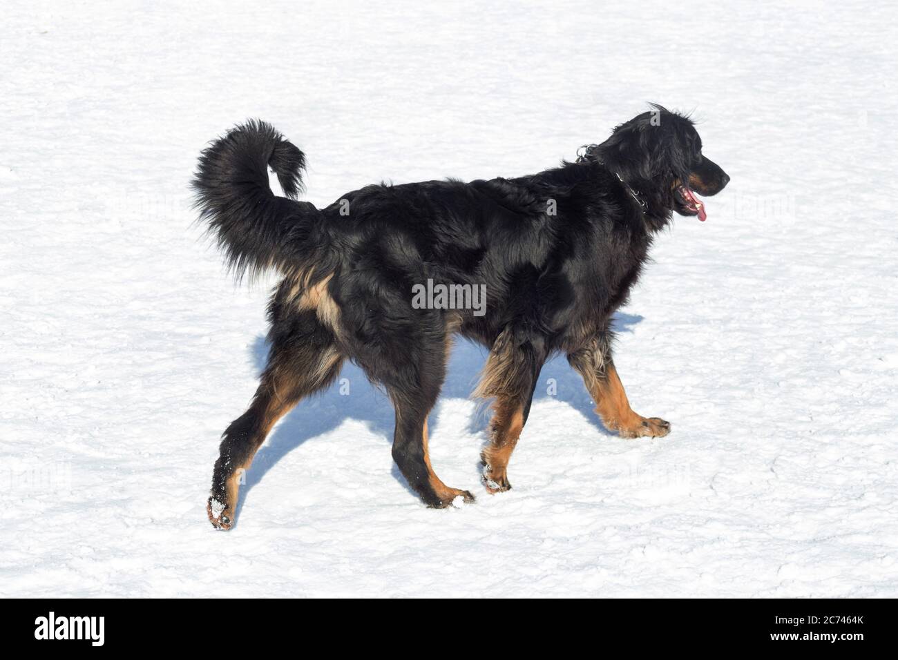 Hovawart Dog Snow Stockfotos und -bilder Kaufen - Alamy