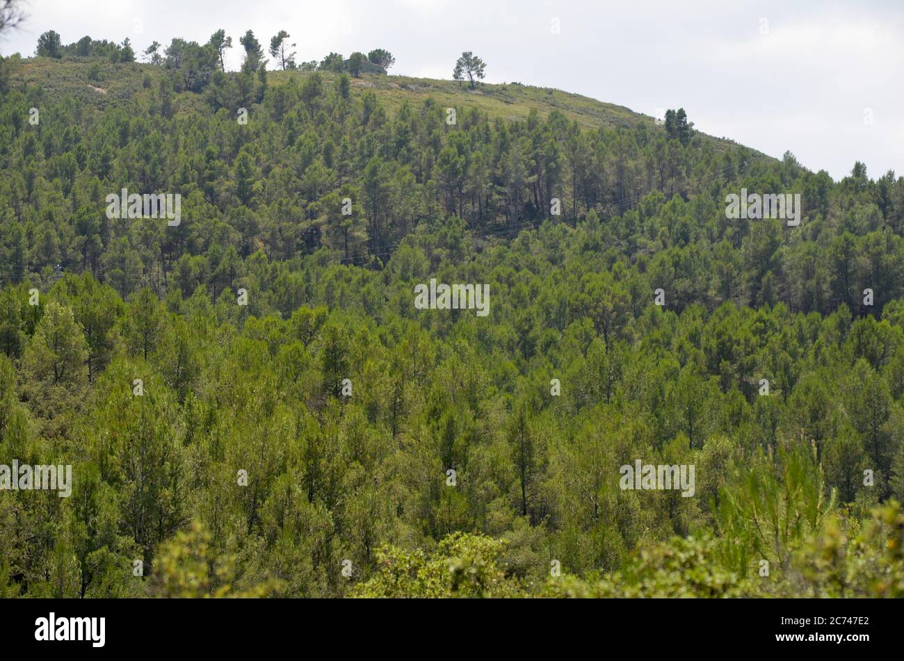 Aleppo Kiefer Pinus halepensis Aufforstung in einer bergigen Gegend der Region Valencia, Ostspanien Stockfoto