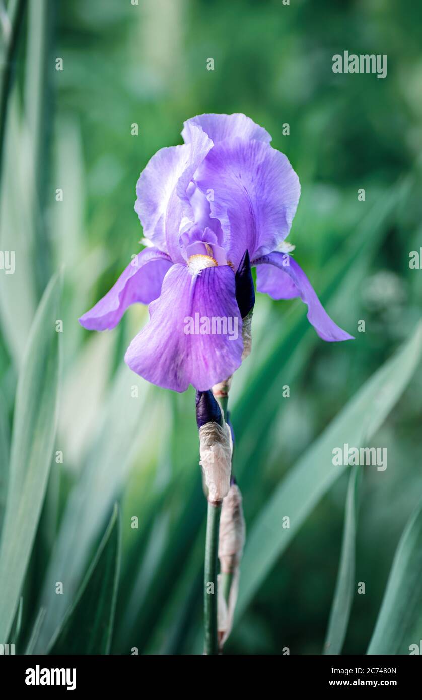Einzelne Blume der lila Iris auf einem grünen Hintergrund. Nahaufnahme. Vertikaler Rahmen. Stockfoto