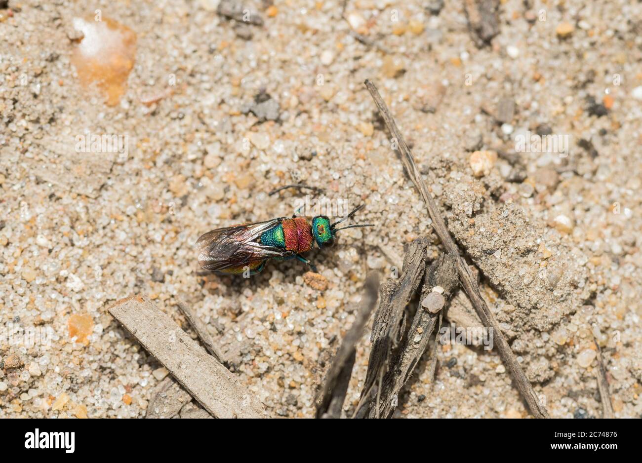 Jewel Wasp (Hedychrum niemelia) ein Kuckucksparasit von Cerceris, der ein Nestloch untersucht Stockfoto