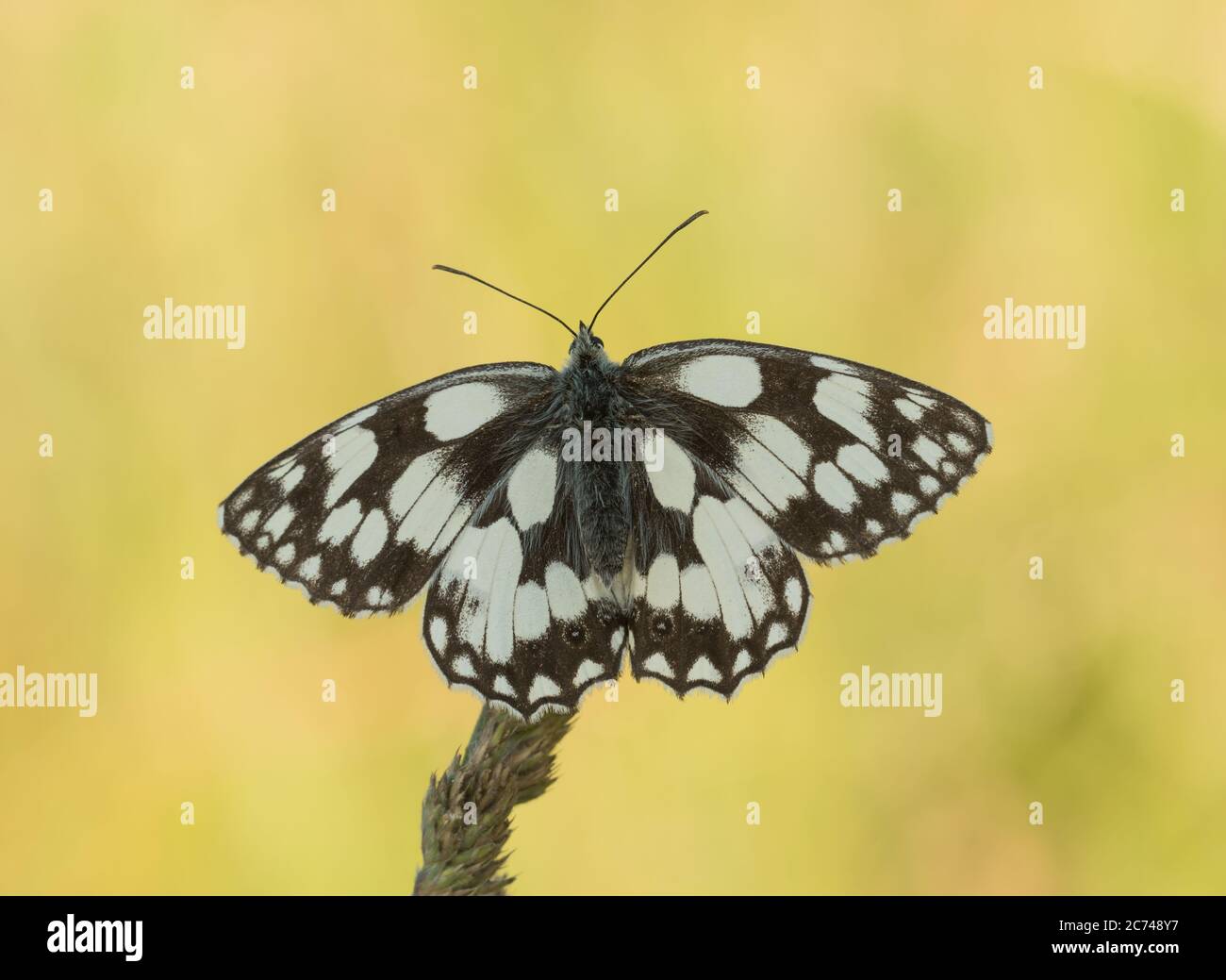 Ein marmorter weißer Schmetterling (Melanargia galathea), der sich mit offenen Flügeln sonnt. Stockfoto