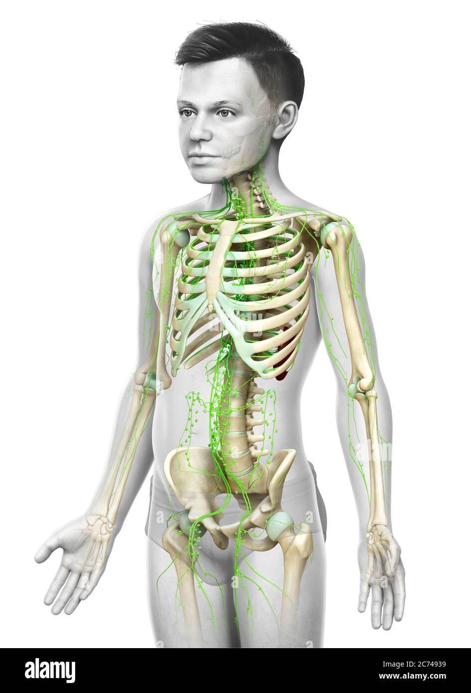 3d-Darstellung medizinisch genaue Darstellung eines jungen lymphatischen Systems Stockfoto