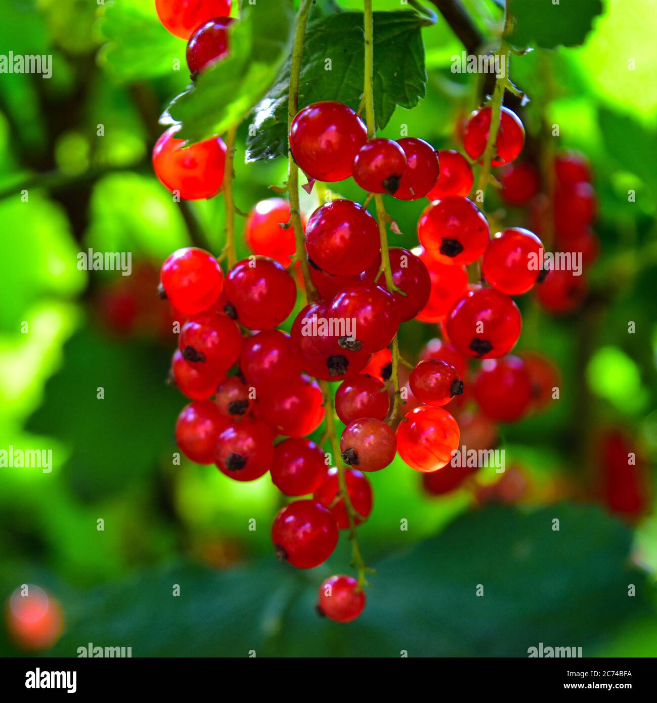 Rote Johannisbeeren Stockfoto