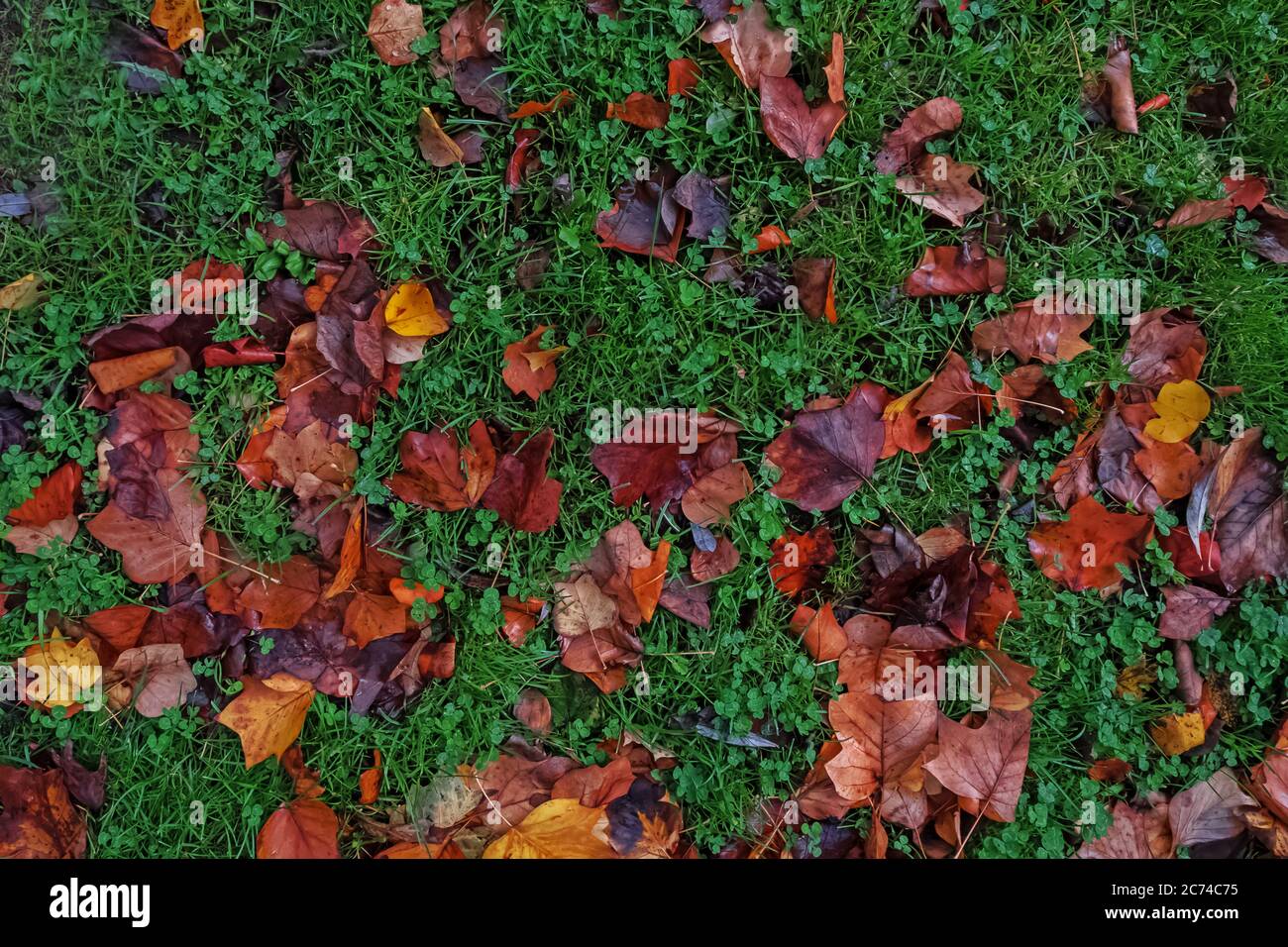 Herbstblätter auf grünem Grasfeld, Draufsicht Stockfoto