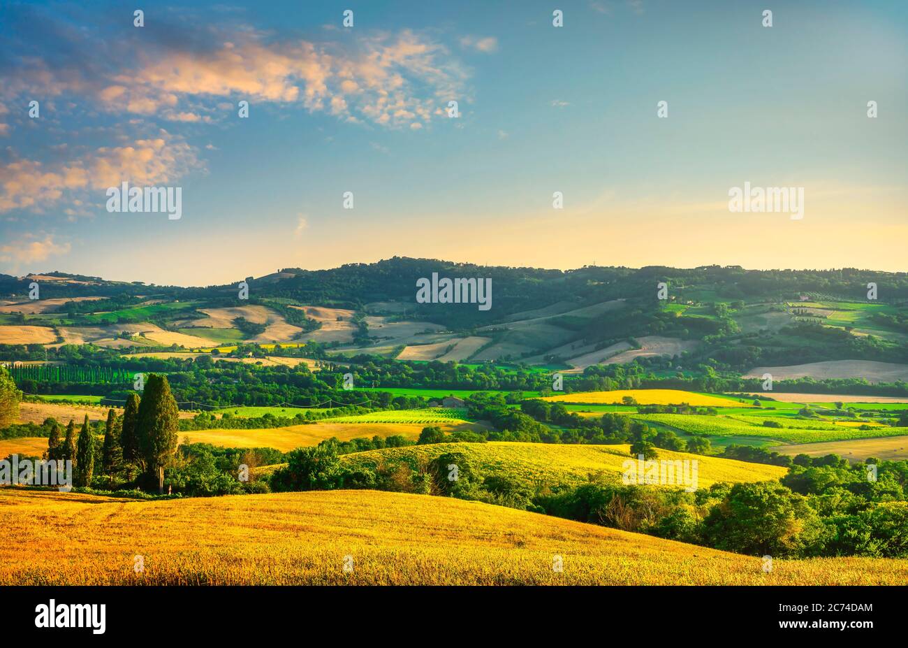 Weizenfeld und blühende Sonnenblumen bei Sonnenuntergang, Sommerlandschaft in der Toskana, Italien Stockfoto