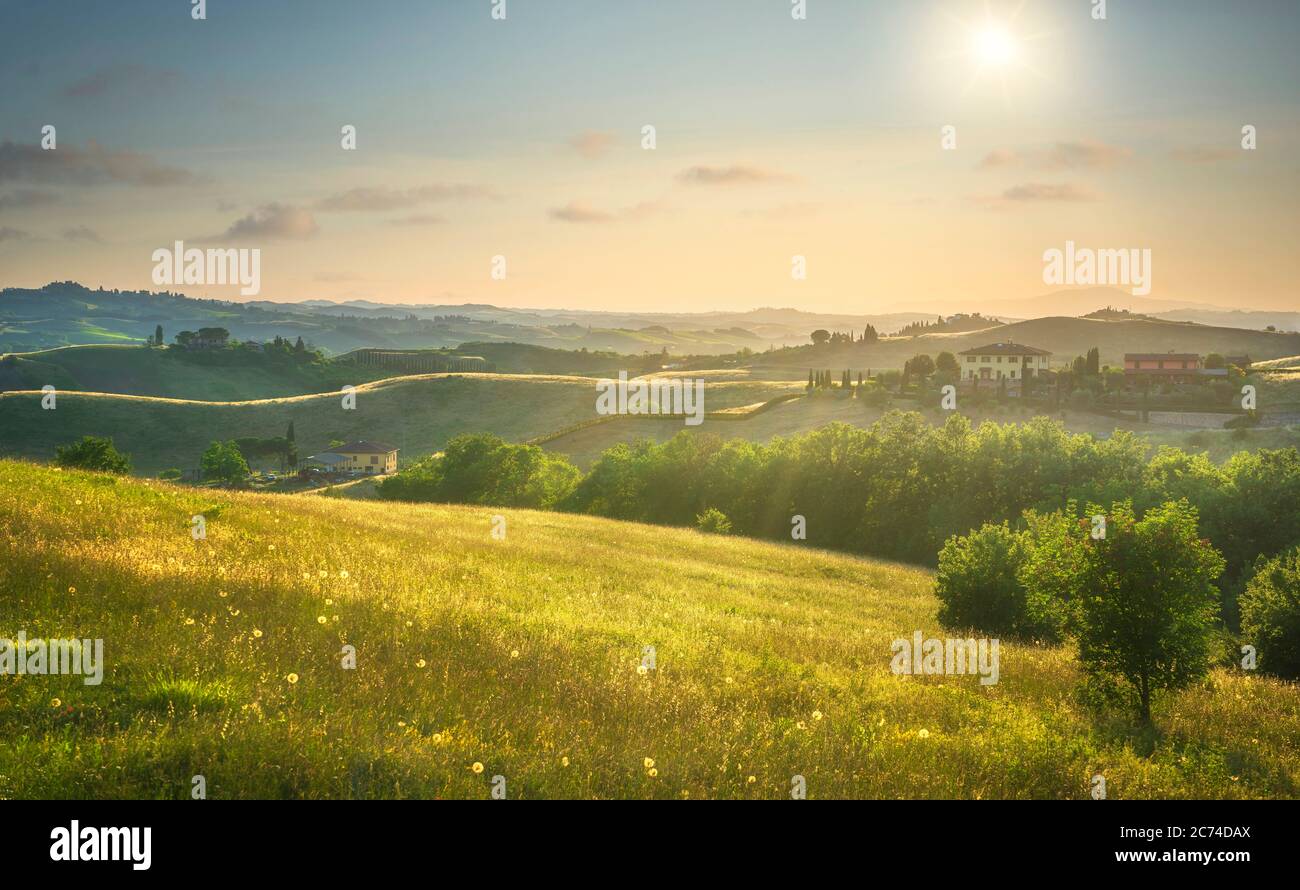 Certaldo canonica Park bei Sonnenuntergang. Sanfte Hügel Landschaft und Zypressen Baumreihe. Florenz, Toskana, Italien Stockfoto