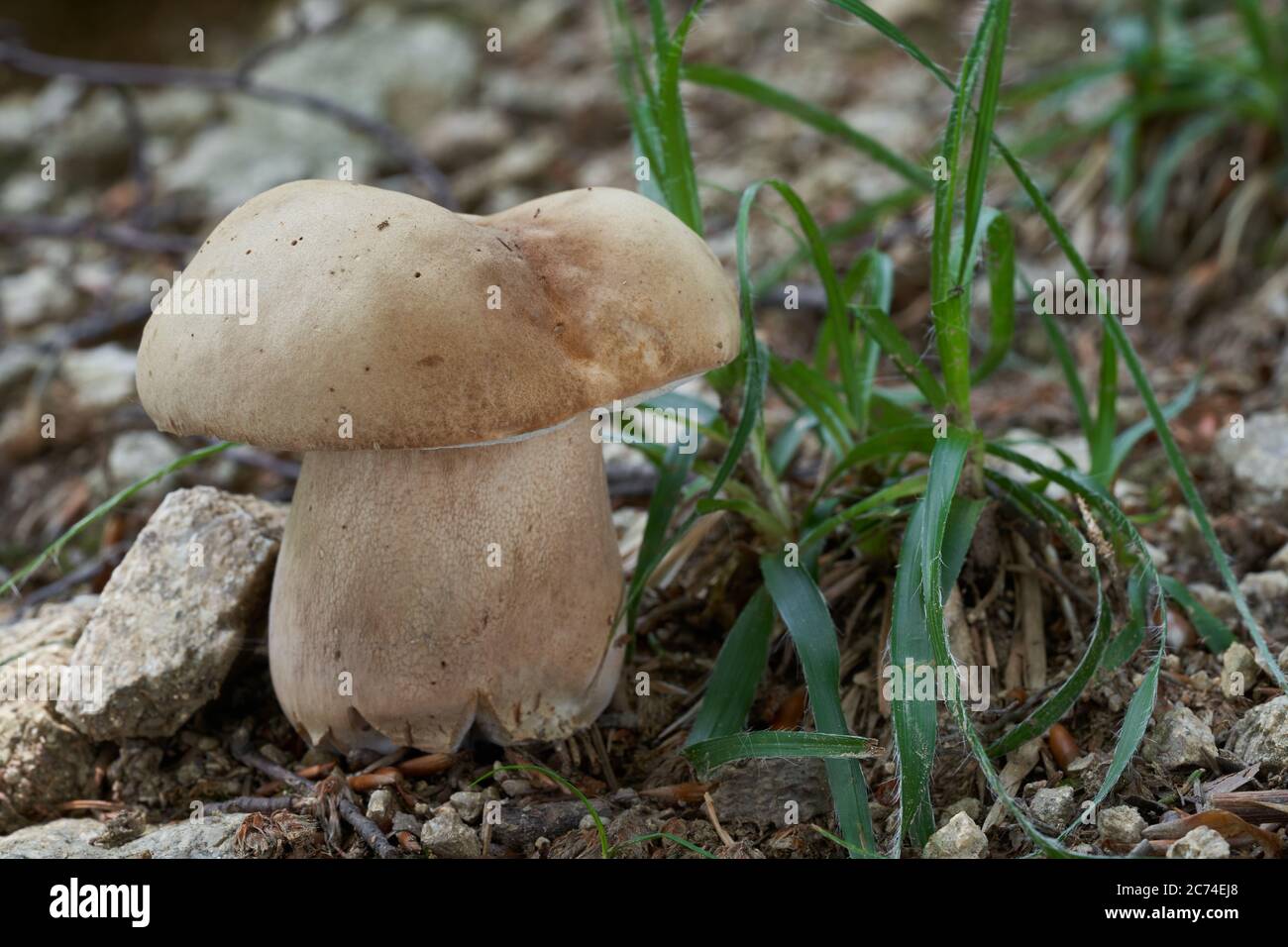 Essbarer Pilz Boletus reticulatus im Buchenwald. Bekannt als Sommer cep. Wilder Bolete-Pilz in steinerner Erde. Stockfoto