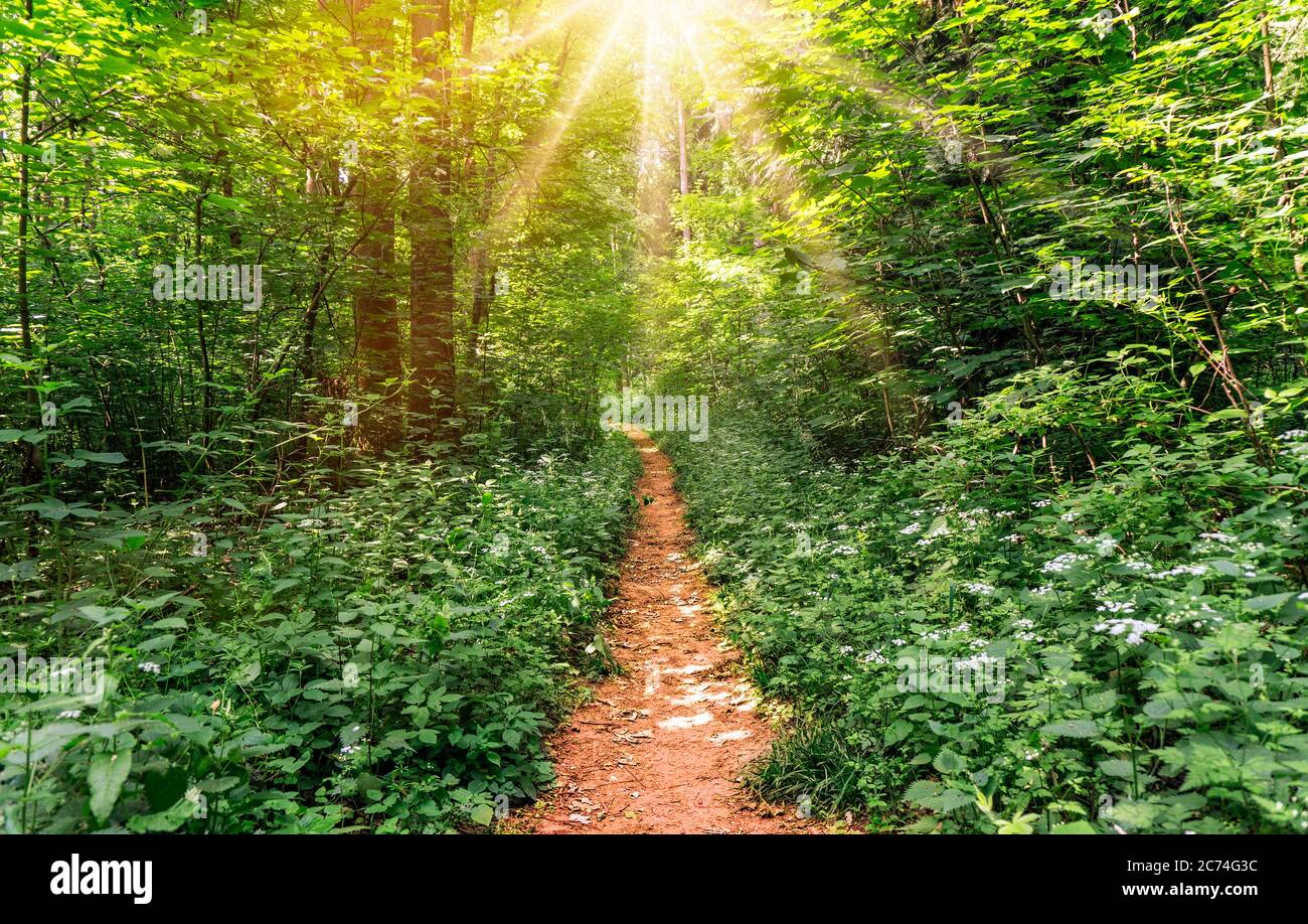 Wald mit Laubbäumen und einem Weg mit Sonnenstrahlen Stockfoto