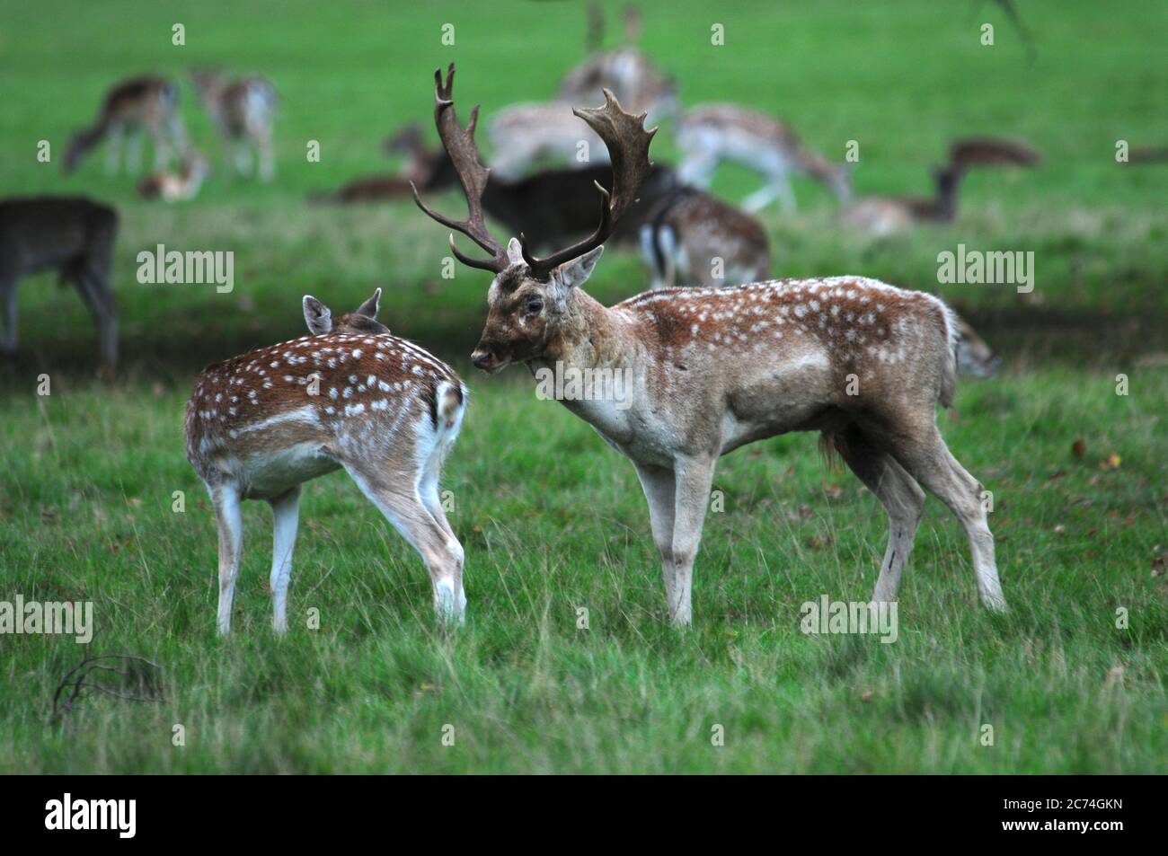 Brachbock mit Weibchen während der Herbstfäche Stockfoto