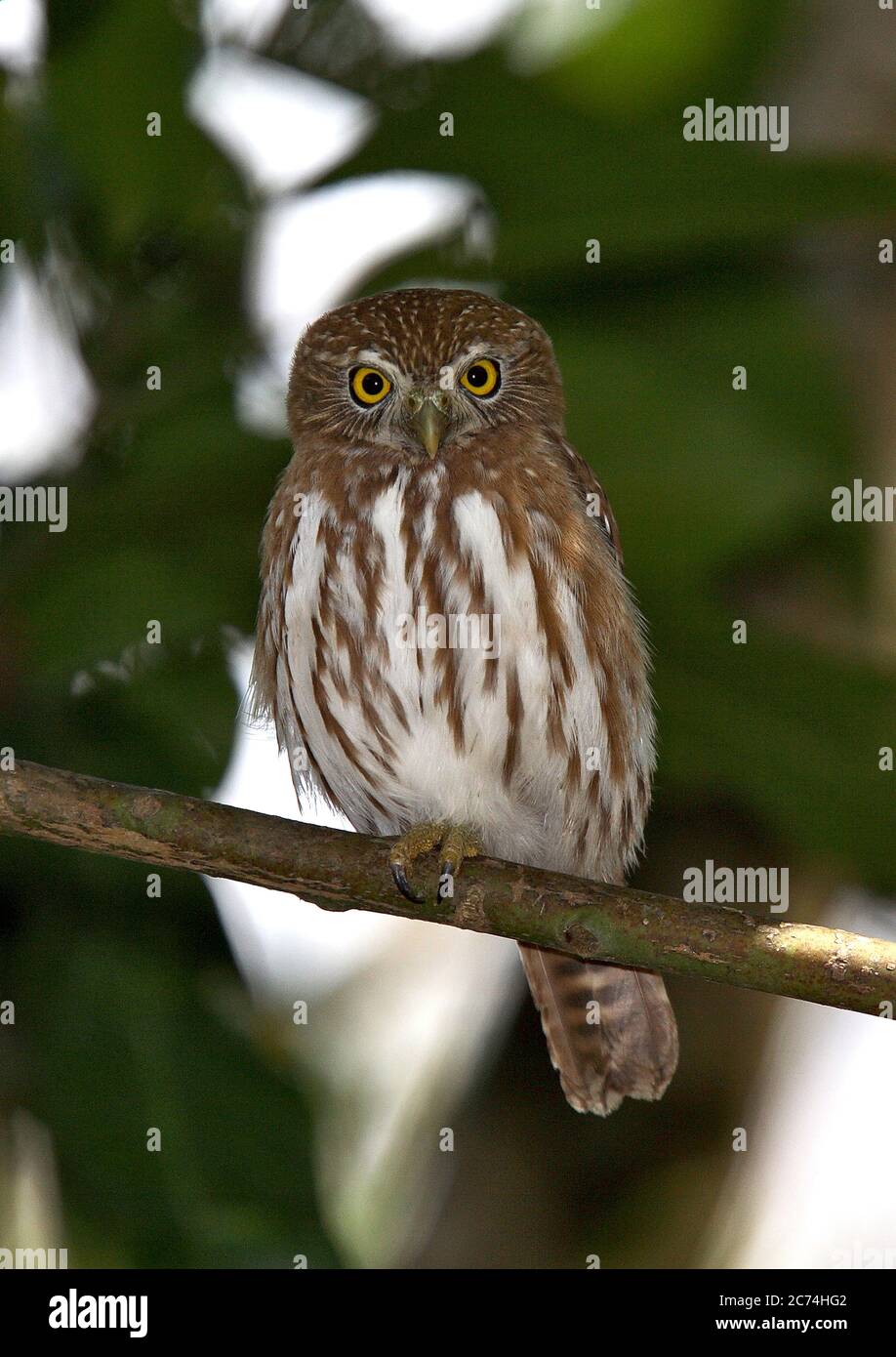 Eisenkauz (Glaucidium brasilianum), in einem Baum thront, Brasilien Stockfoto