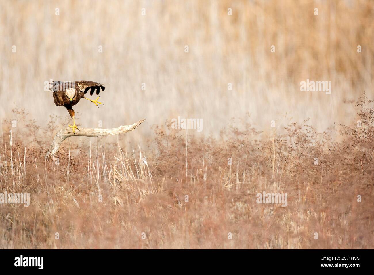 WESTERN Marsh Harrier (Circus aeruginosus), Weibchen, das auf einem hölzernen Ast steht, der aus einem Reedbed in der Nähe von Toledo herausragt und seine Füße ausstreckt, Spanien Stockfoto WESTERN Marsh Harrier (Circus aeruginosus), Weibchen, das auf einem hölzernen Ast steht, der aus einem Reedbed in der Nähe von Toledo herausragt und seine Füße ausstreckt, Spanien Stockfoto