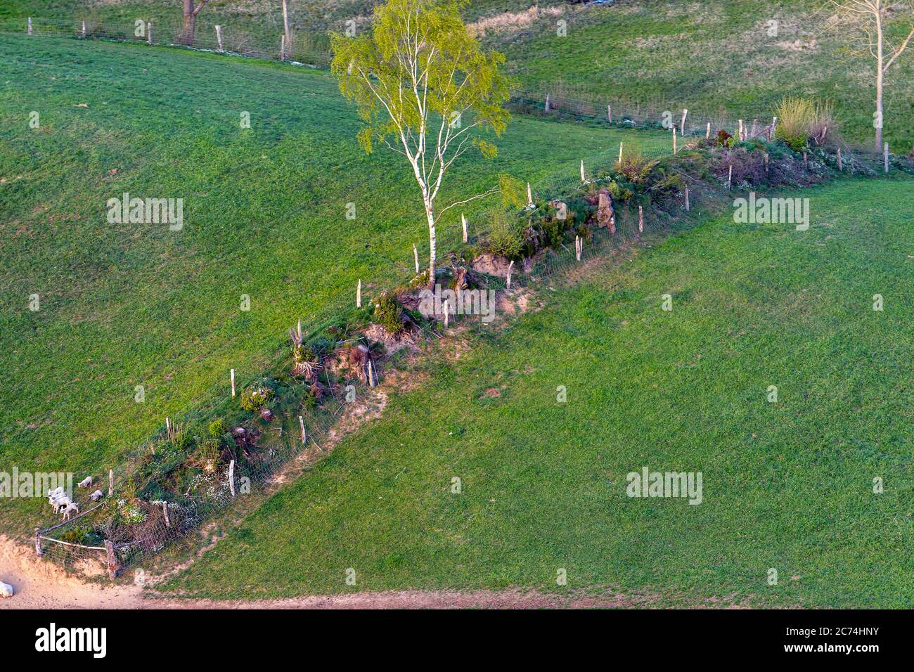 Weiden mit Hecke im Frühjahr, 27.04.2020, Luftaufnahme, Deutschland, Schleswig-Holstein Stockfoto