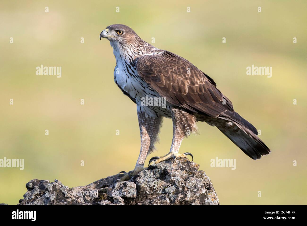 Bonellis Adler (Hieraaetus fasciatus, Aquila fasciata), erwachsener auf einem Felsen sitzender, Spanien Stockfoto