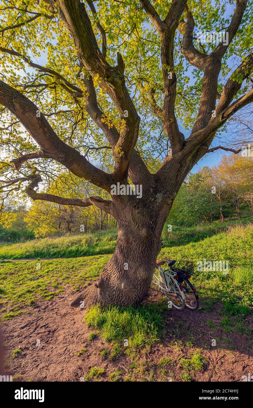 Eiche (Quercus petraea, Quercus sessilis), Fahrräder lehnen sich auf einer alten Eiche auf dem Landgut Hummelsbüttel, Deutschland, Hamburg, Hummelsbüttel Stockfoto