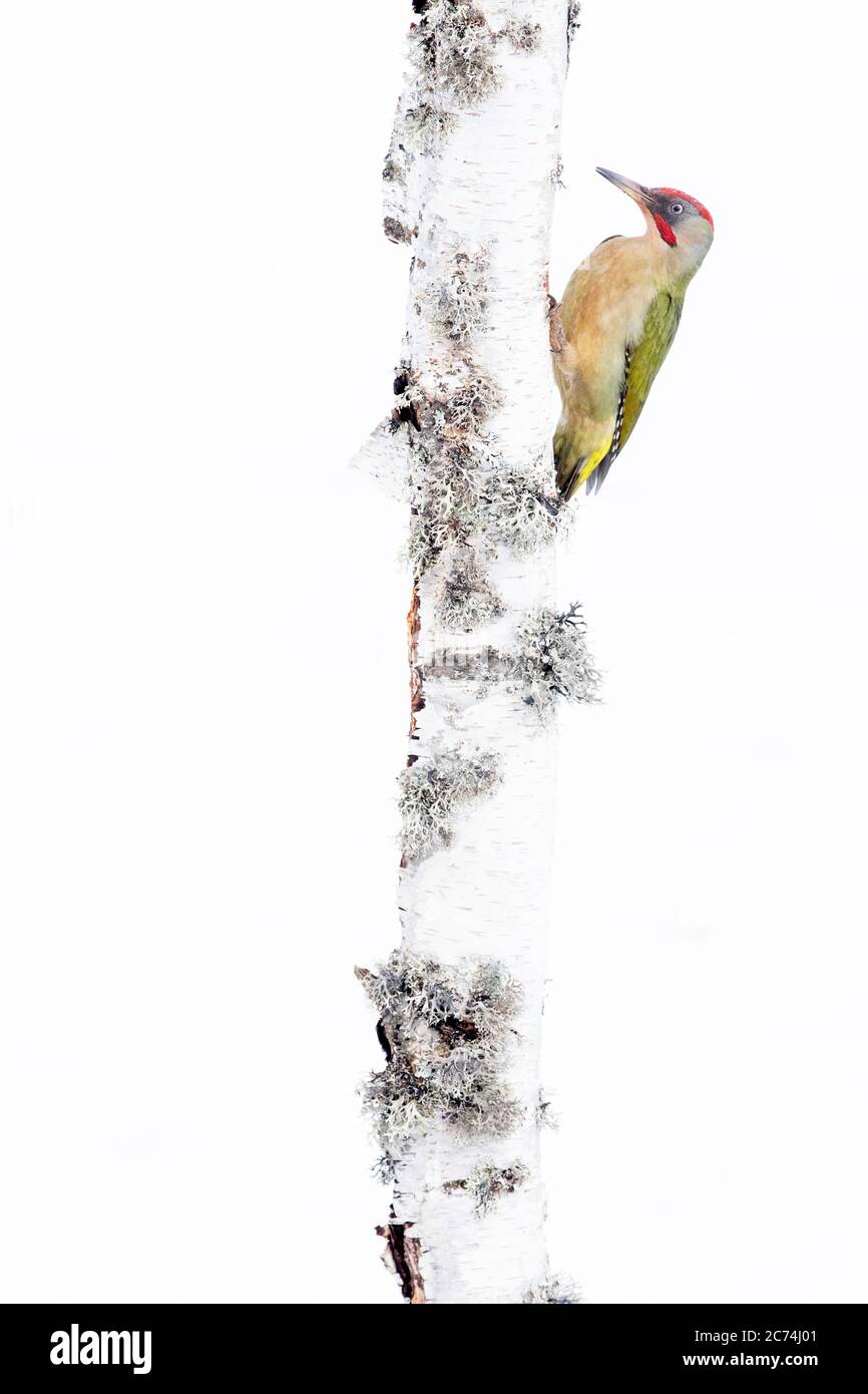 Iberischer Grünspecht, iberischer Specht (Picus viridis sharpei, Picus sharpei), der sich in einer schneebedeckten Umgebung an einem Baum festhält, Spanien, Leon Stockfoto