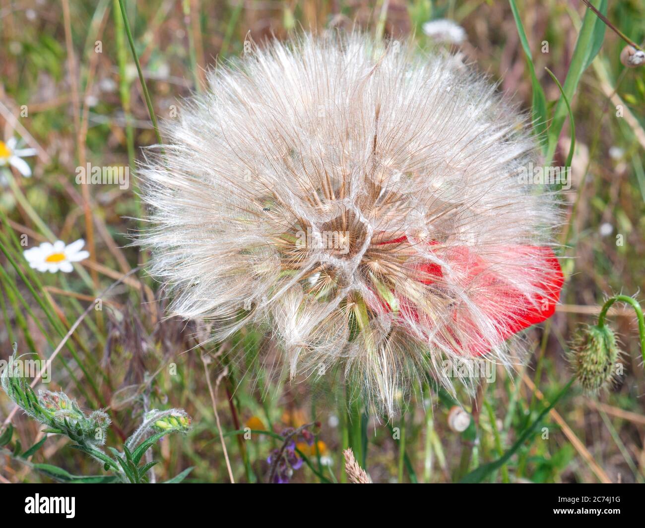 Nahaufnahme einer großen Ziegenbartblume (Tragopogon pratensis), die auf einer Wiese auf dem Land wächst. Stockfoto