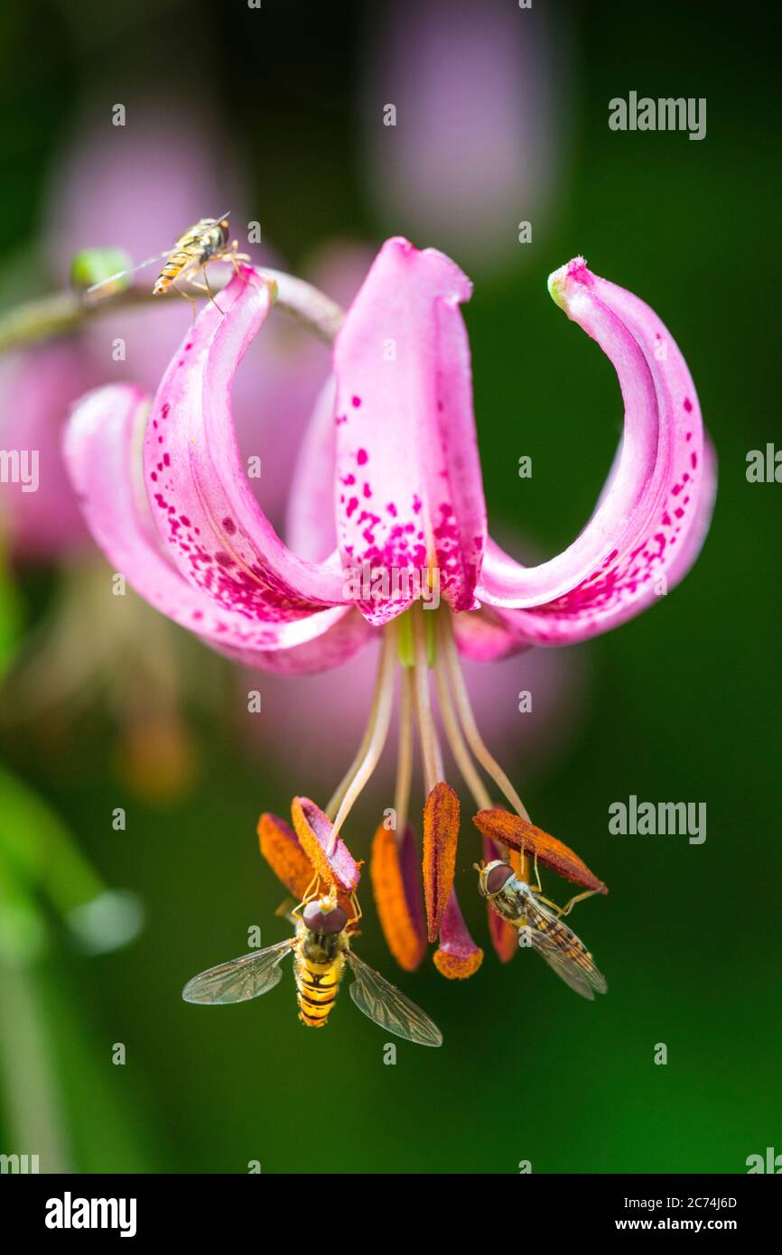 martagon Lilie, lila turk's Cap Lilie (Lilium martagon), Blume mit Schwebfliegen, Niederlande Stockfoto