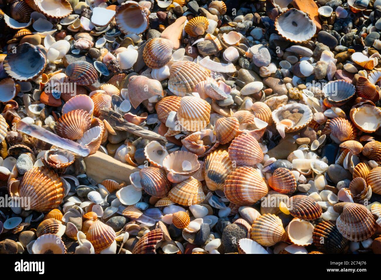 Muscheln und Kieselsteine an der Küste. Stockfoto
