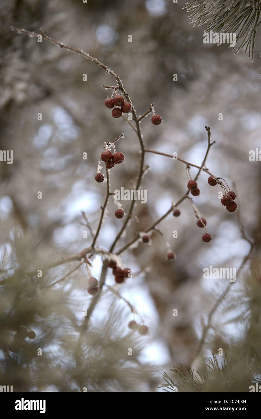 Kleine Äpfel. Baumzweige. Kalt Stockfoto