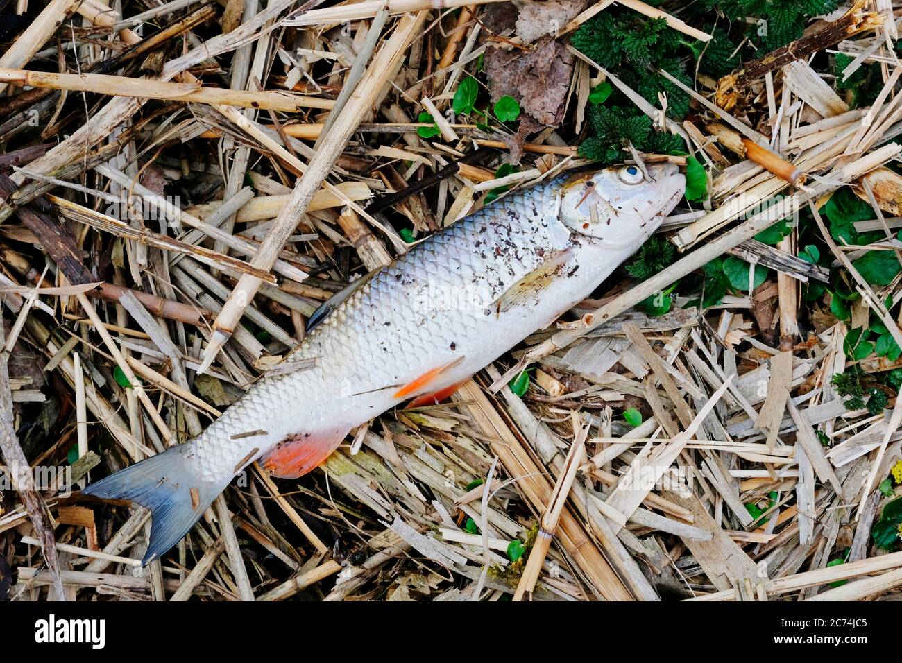 Fischsterblichkeit, toter Fisch, Deutschland, Hessen Stockfoto
