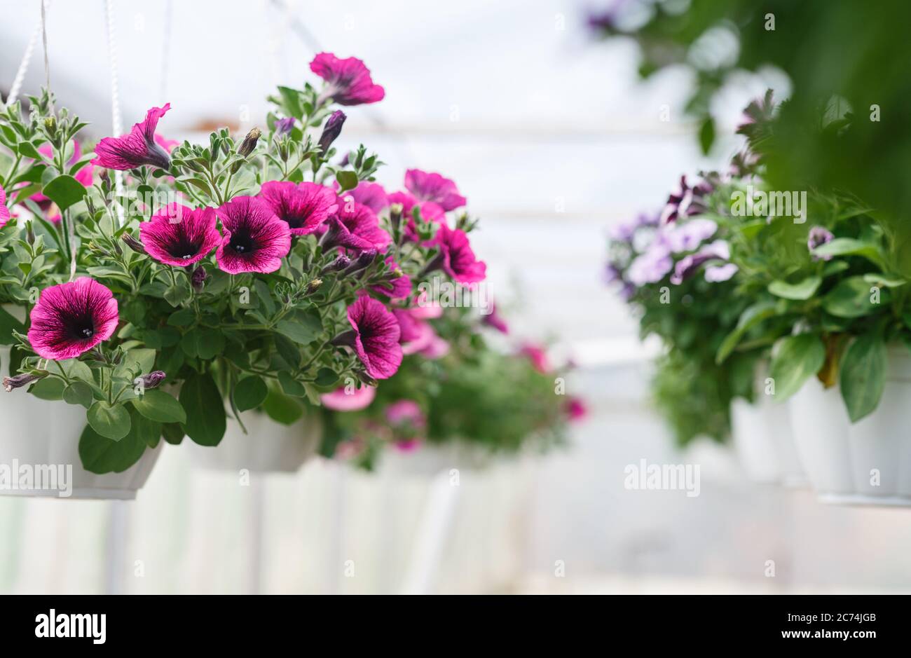 Leuchtend rosa Petunien im Gewächshaus. Pflanzen in weißen Töpfen bei Tageslicht im Innenraum Stockfoto