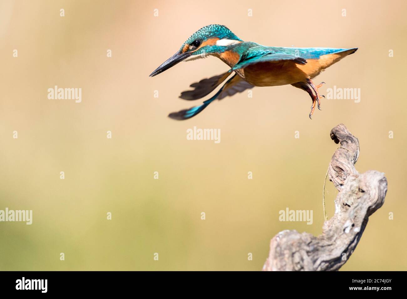Flusseisvogel (Alcedo atthis), unreif nimmt einen Zweig ab, Spanien Stockfoto