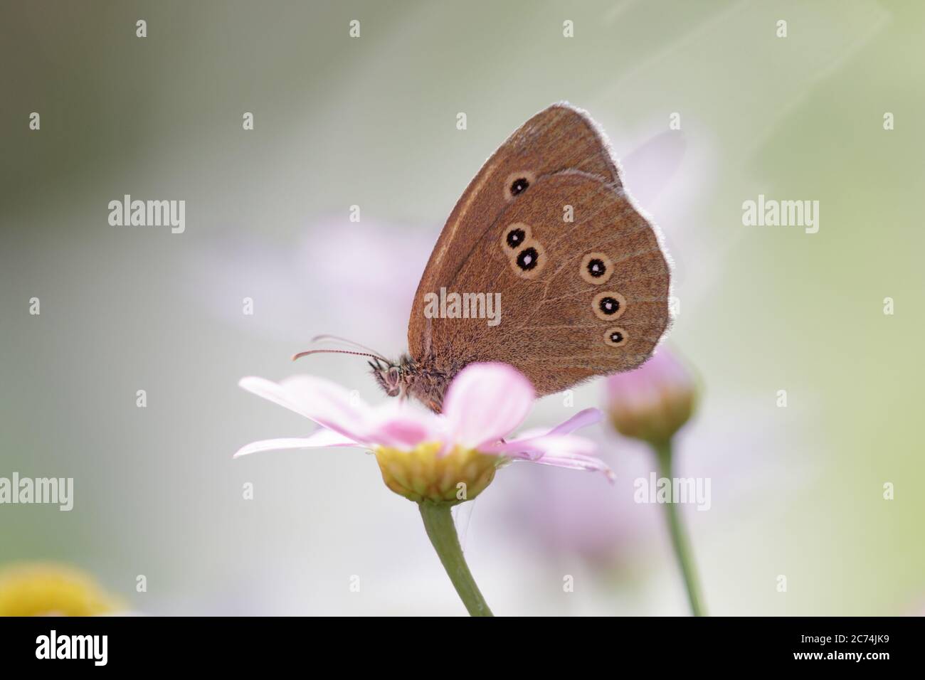 Ringel (Aphantopus hyperantus), sitzend auf einer rosa Blüte, Seitenansicht, Niederlande, Terschelling Stockfoto