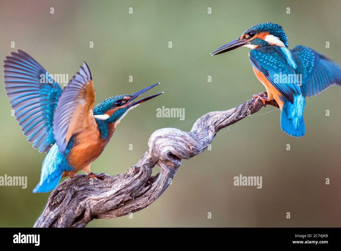 Flusseisvogel (Alcedo atthis), Paar, Spanien Stockfoto