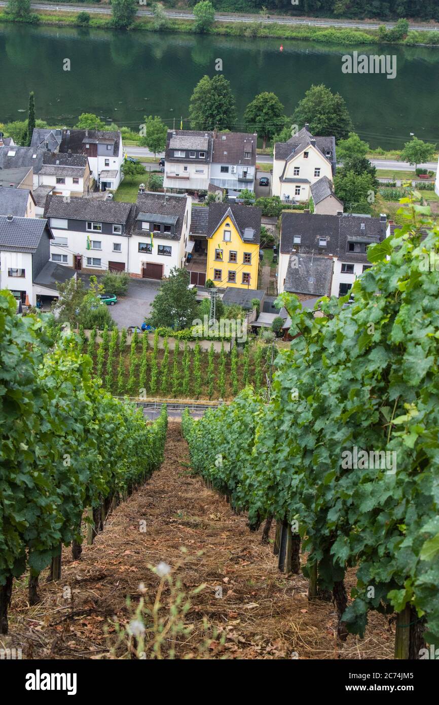 Weinbau entlang der Mosel, Deutschland, Rheinland-Pfalz, Hatzenport Stockfoto