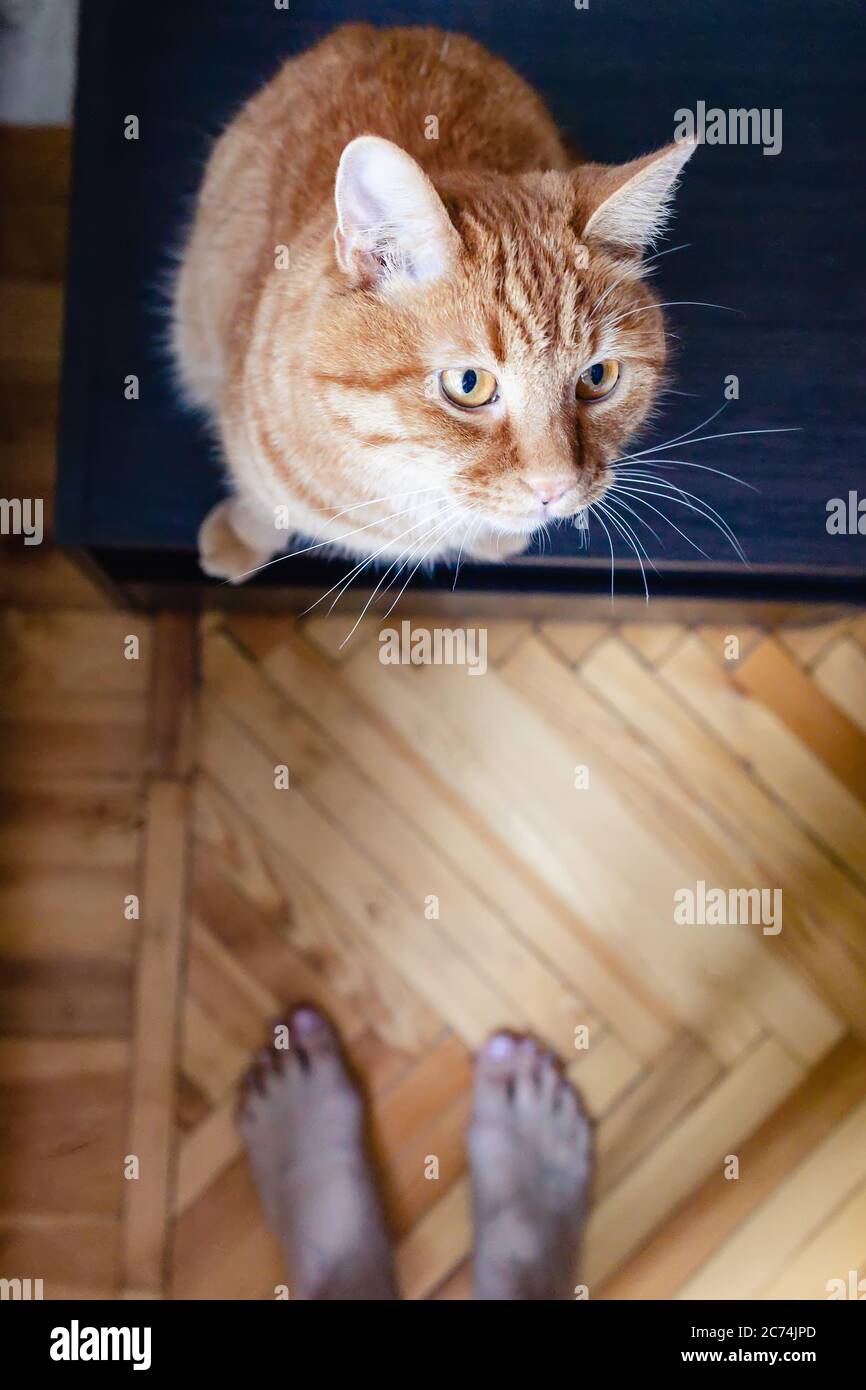 Blick aus der Höhe auf die lustige Ingwer-Katze auf dem kleinen Tisch Stockfoto