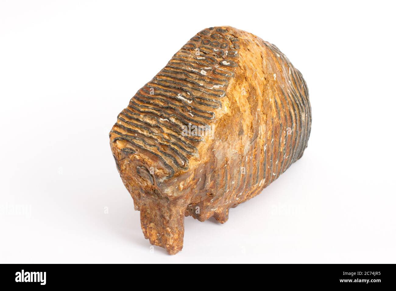 Wollmammut (Mammuthus primigenius), fossiler Mammutzahn, Deutschland Stockfoto